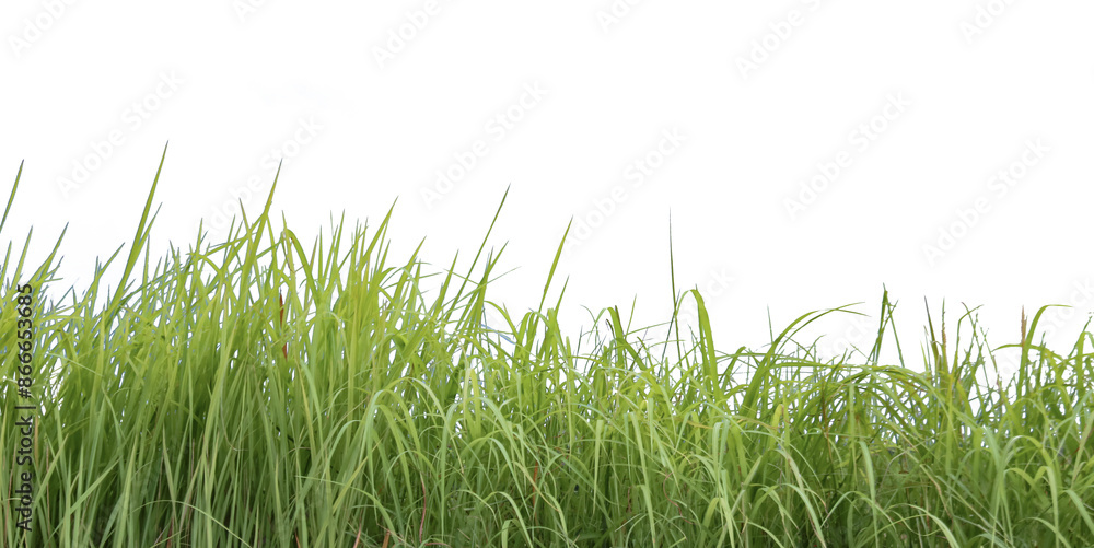 A cut-out of a clump of green tall grass on a white background with clipping paths. A cut-out of a clump of green tall grass on a white background with clipping paths.
