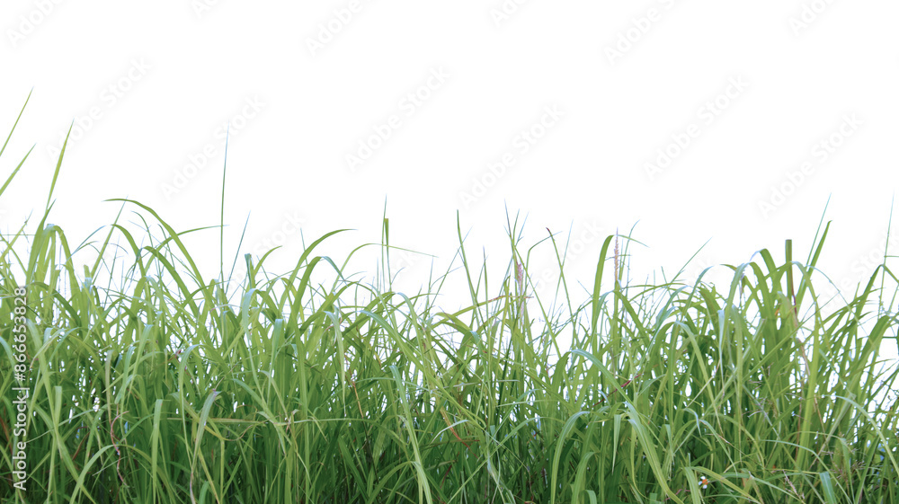 A cut-out of a clump of green tall grass on a white background with clipping paths. A cut-out of a clump of green tall grass on a white background with clipping paths.