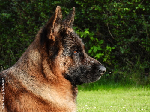 GSD profile Falco photo