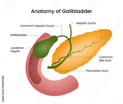 Anatomical diagram of gallbladder and pancreas