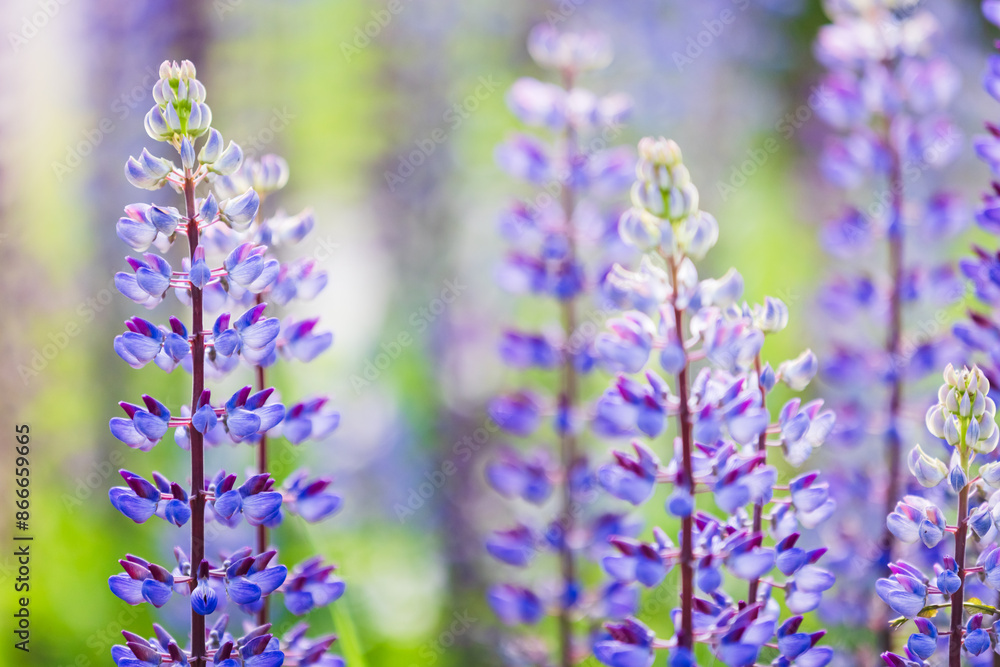 Naklejka premium Colorful lupine flowers on a sunny summer day, close up