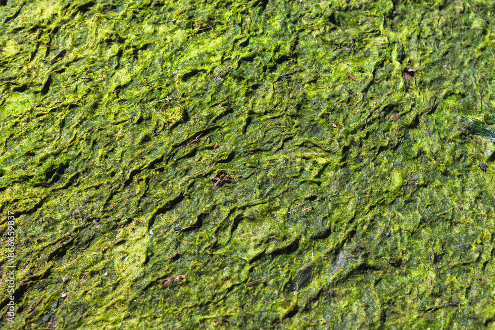 Dry green algae lies on Baltic sea coast, top view. Background texture Dry green algae lies on Baltic sea coast, top view. Background texture