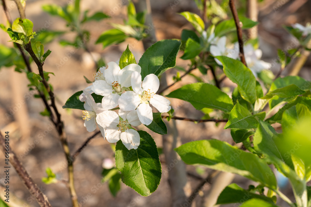 Fototapeta premium Springtime Apple Blossoms in the Garden
