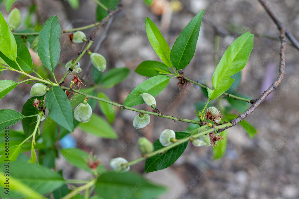 Fotografie Almond tree loaded with fruit. close-up