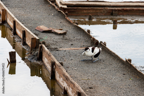 Pied avocet at the salt pans of Pomorie near the lake, Burgas Province, Bulgarian Black Sea coast