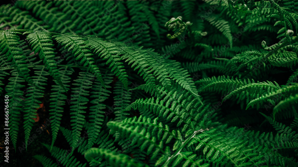 Rich green background with ferns. Beautiful green fern in the summer forest. Natural landscapes of forests. Rich green background with ferns. Beautiful green fern in the summer forest. Natural landscapes of forests.