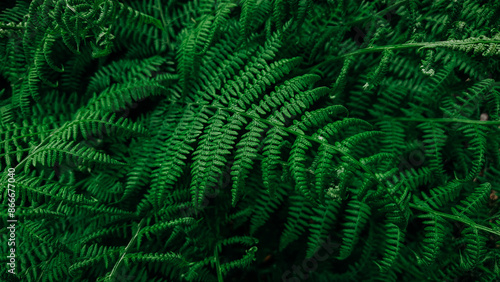 Rich green background with ferns. Beautiful green fern in the summer forest. Natural landscapes of forests.