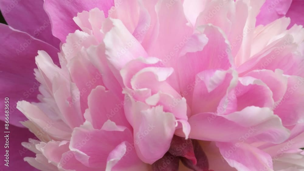 beautiful petals of pink peony flower blossoming in garden at sunny day. macro footage. beautiful petals of pink peony flower blossoming in garden at sunny day. macro footage.