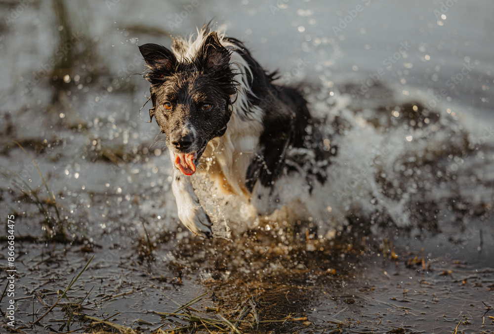 Naklejka premium Mokry pies biegnie przez przez wodę w słoneczny dzień