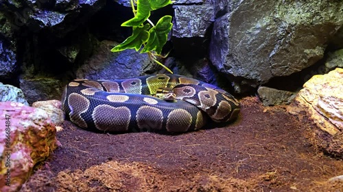 Enormous snake coiled between stones under the light to warm itself