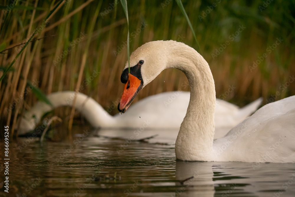 Fototapeta premium Łabędź niemy, wielki ptak o wschodzie słońca. Portret łabędzia z dużego przybliżenia. Biały łabędź nad stawem.