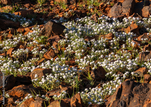 White flowers red rock