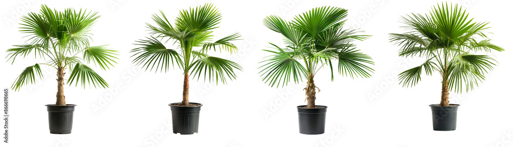 small palm trees with black pots isolated on transparent background small palm trees with black pots isolated on transparent background
