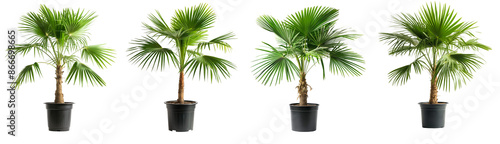 small palm trees with black pots isolated on transparent background