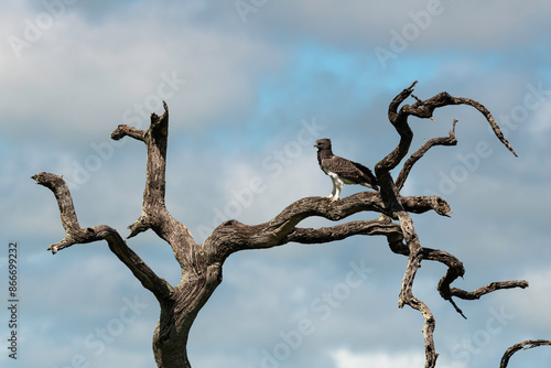 Aigle martial, Polemaetus bellicosus, Martial Eagle