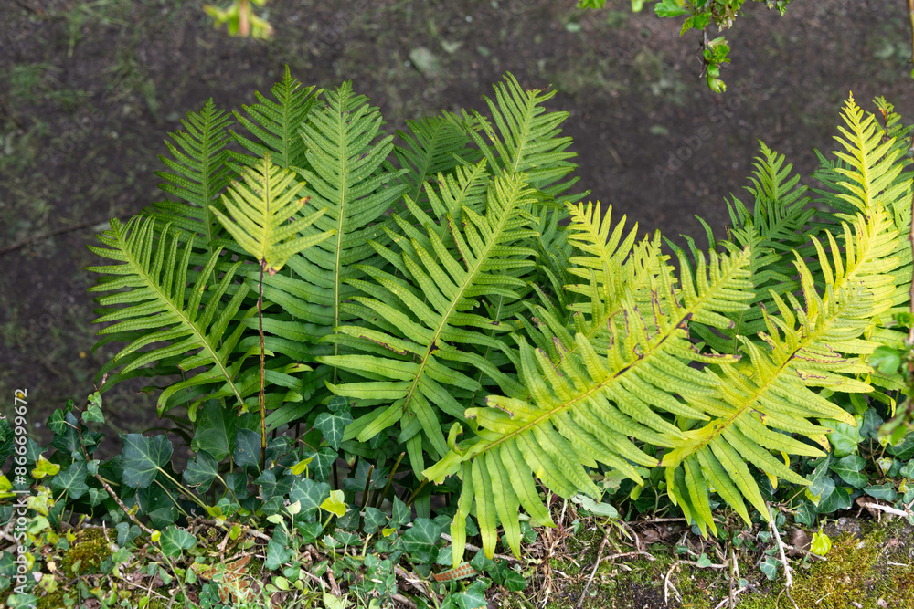 Polypodium vulgare, réglisse des bois, réglisse sauvage, Polypode commun, Polypodium vulgare, réglisse des bois, réglisse sauvage, Polypode commun,