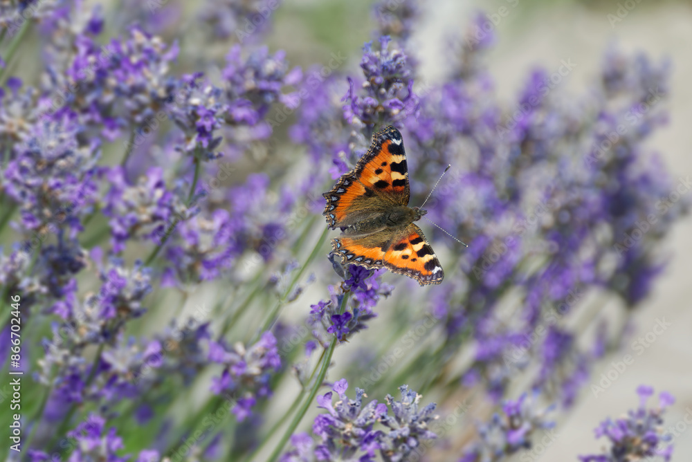Small tortoiseshell butterfly (Aglais urticae) perched on lavender plant in Zurich, Switzerland Small tortoiseshell butterfly (Aglais urticae) perched on lavender plant in Zurich, Switzerland
