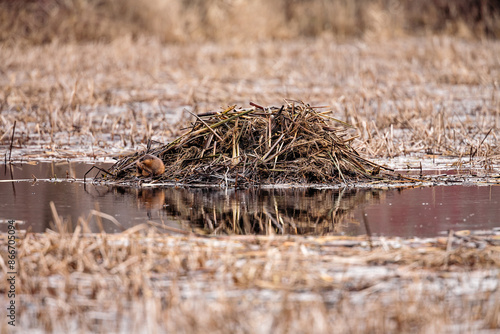 Foto Muskrat stretching outside its lodge within the Horicon National Wildlife Refuge