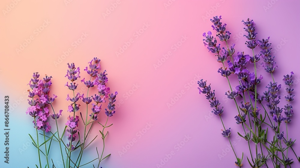 Lavender Blooms on a Pastel Background Lavender Blooms on a Pastel Background