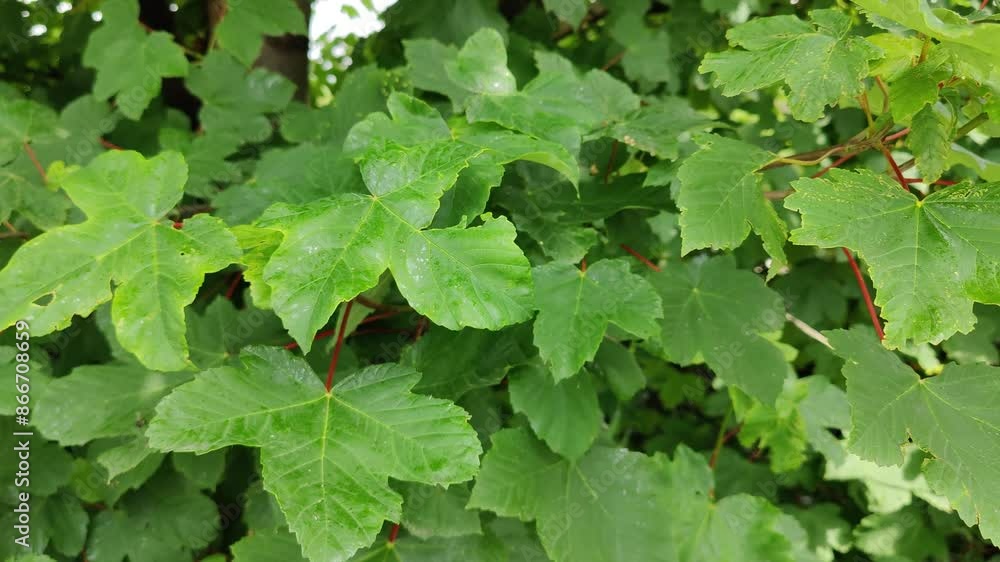 Close-Up of Serrated Green Leaves with Visible Veins in a Natural Setting, Highlighted by Bright Lighting