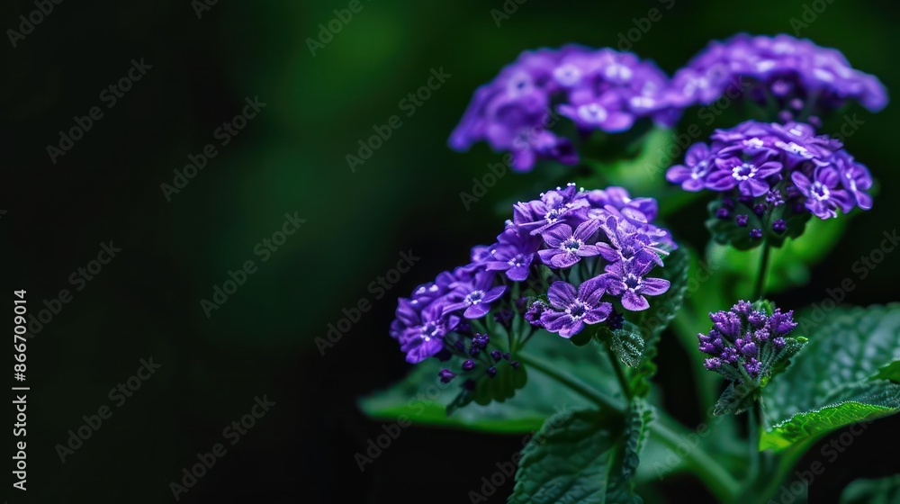 A conceptual image of a heliotrope plant with its fragrant purple flowers, ideal for a garden banner with space for copy A conceptual image of a heliotrope plant with its fragrant purple flowers, ideal for a garden banner with space for copy