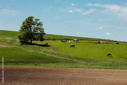 Early Wisconsin summer farm field with Holstein dairy cows in the pasture along the hillside, and freshly prepared field in the foreground