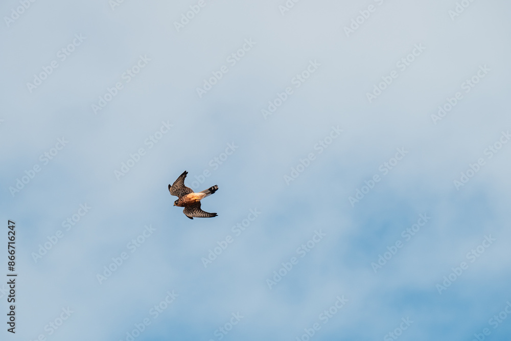 Scenic ocean landscape. with bird in Vereda da Ponta de  in Madeira island, Portugal.