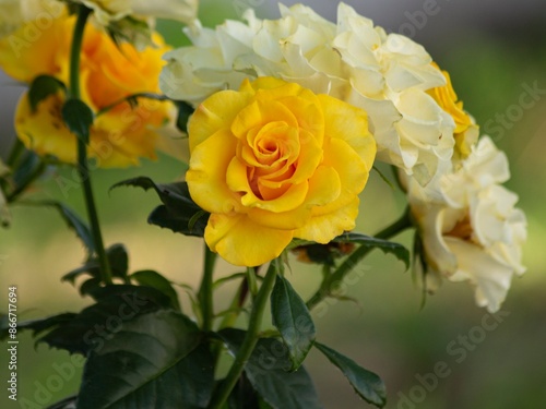 Beautiful yellow roses on garden flower bed