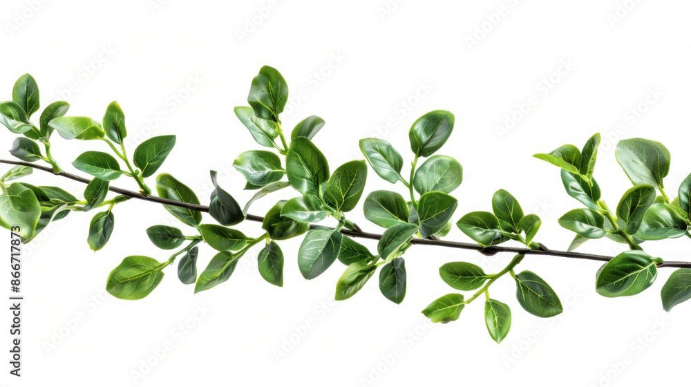 A single branch with green leaves on a white background, perfect for using as a symbol or decoration A single branch with green leaves on a white background, perfect for using as a symbol or decoration