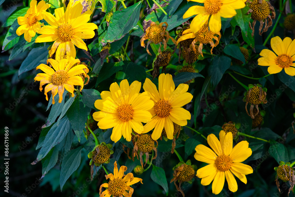 Wild sunflowers in the streets of Baguio City Philippines. Wild sunflowers in the streets of Baguio City Philippines.