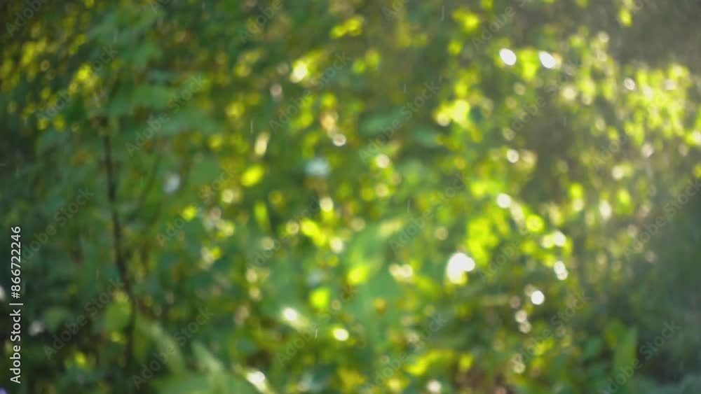 natural abstract spring green bokeh background with drops of rain in sunny day, blur effect, slow motion natural abstract spring green bokeh background with drops of rain in sunny day, blur effect, slow motion