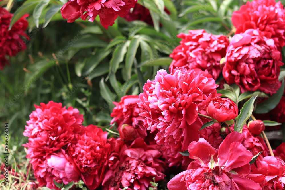 Pink peony flowers in the park. Large peony flowers. Flowers outdoors. Close-up of pink lush flowers. Natural floral background. Peonies are a type of herbaceous perennial plant Pink peony flowers in the park. Large peony flowers. Flowers outdoors. Close-up of pink lush flowers. Natural floral background. Peonies are a type of herbaceous perennial plant