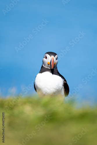 Stunning view of a cute puffin, a sharply dressed black-and-white seabird with a huge, multicolored bill, the Atlantic Puffin is often called the clown of the sea. Borgarfjörður, Iceland.