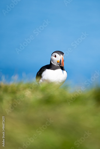 Obraz na płótnie Stunning view of a cute puffin, a sharply dressed black-and-white seabird with a huge, multicolored bill, the Atlantic Puffin is often called the clown of the sea. Borgarfjörður, Iceland. w salonie