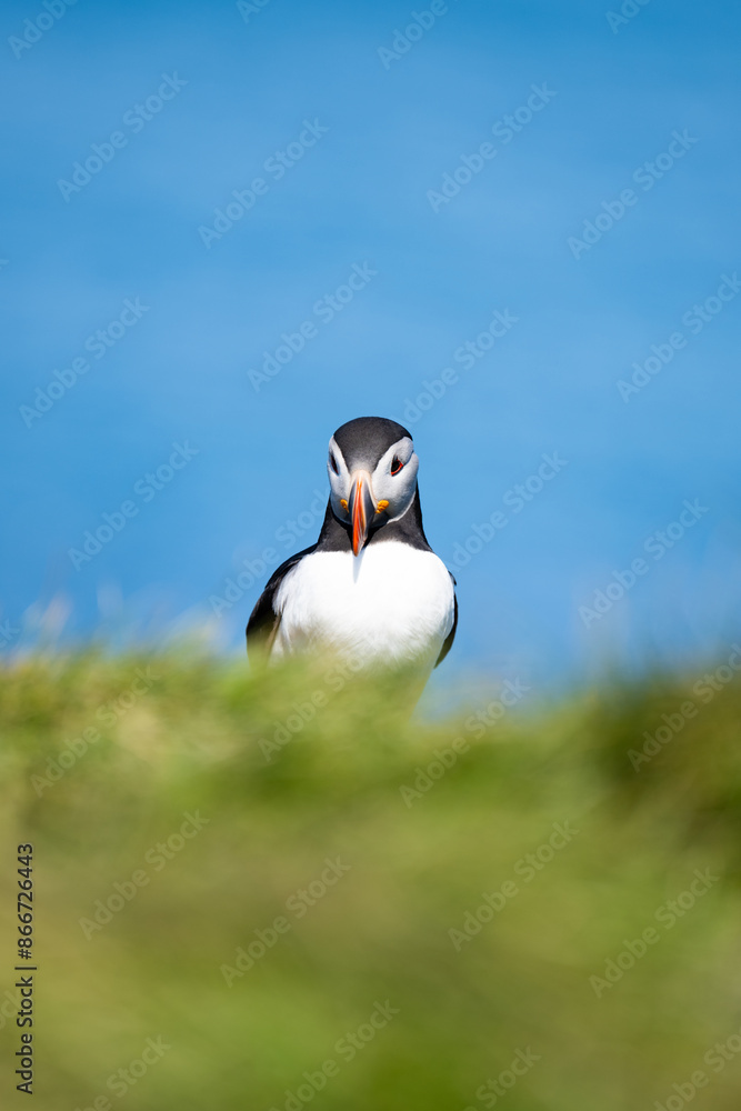 Stunning view of a cute puffin, a sharply dressed black-and-white seabird with a huge, multicolored bill, the Atlantic Puffin is often called the clown of the sea. Borgarfjörður, Iceland.