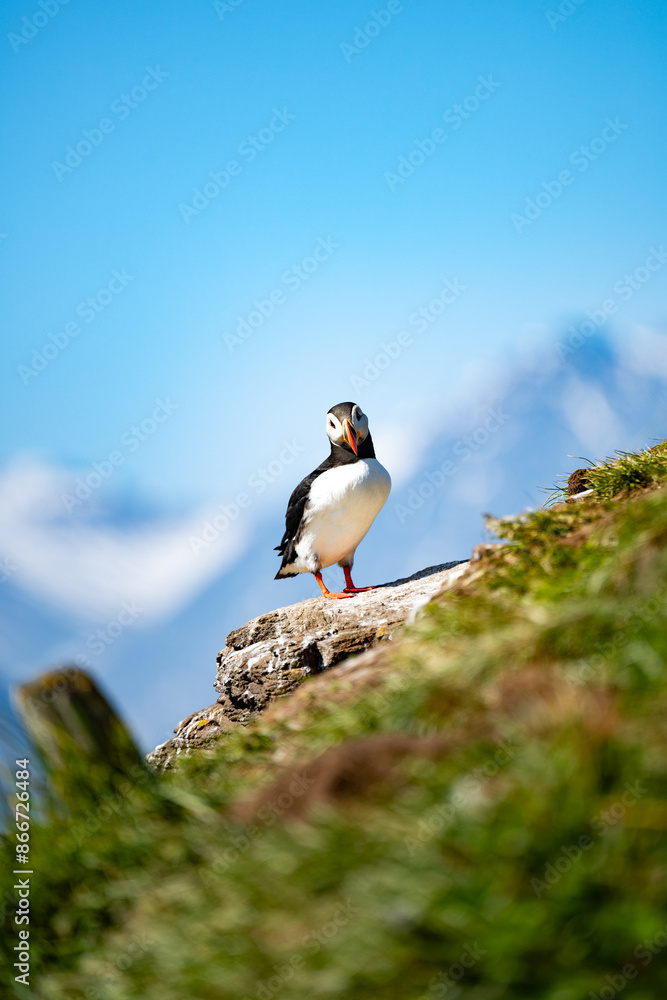 Stunning view of a cute puffin, a sharply dressed black-and-white seabird with a huge, multicolored bill, the Atlantic Puffin is often called the clown of the sea. Borgarfjörður, Iceland.