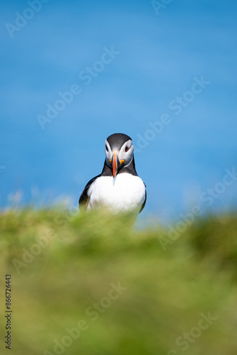 Obraz na płótnie Stunning view of a cute puffin, a sharply dressed black-and-white seabird with a huge, multicolored bill, the Atlantic Puffin is often called the clown of the sea. Borgarfjörður, Iceland. w salonie
