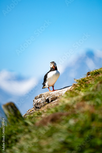 Obraz na płótnie Stunning view of a cute puffin, a sharply dressed black-and-white seabird with a huge, multicolored bill, the Atlantic Puffin is often called the clown of the sea. Borgarfjörður, Iceland. w salonie