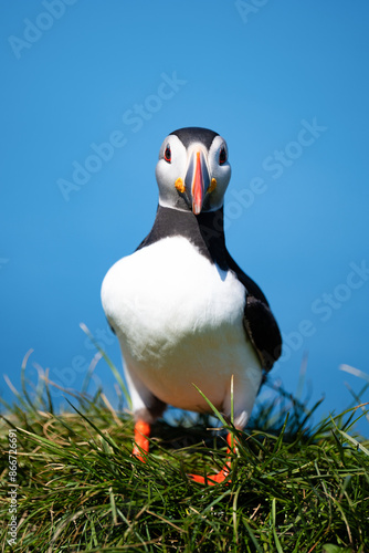 Obraz na płótnie Stunning view of a cute puffin, a sharply dressed black-and-white seabird with a huge, multicolored bill, the Atlantic Puffin is often called the clown of the sea. Borgarfjörður, Iceland. w salonie