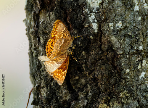 Butterflies