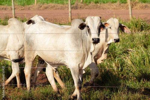 Alguns bois de cor branca no pasto fresco de uma fazenda.