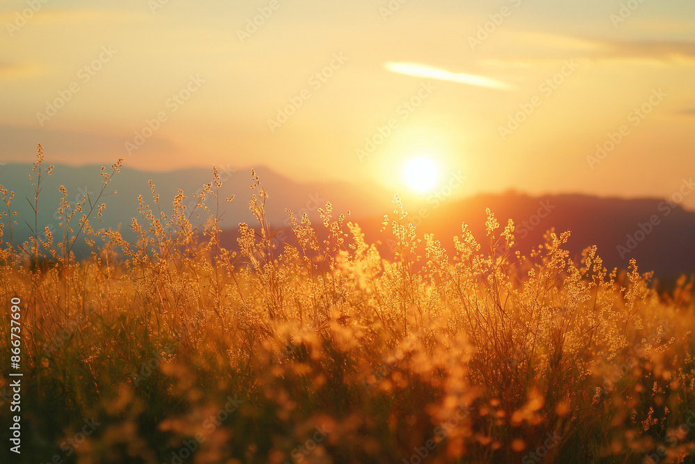 Sunset on the field, beach dry grass, reeds, stalks blowing in the wind at golden sunset light Sunset on the field, beach dry grass, reeds, stalks blowing in the wind at golden sunset light