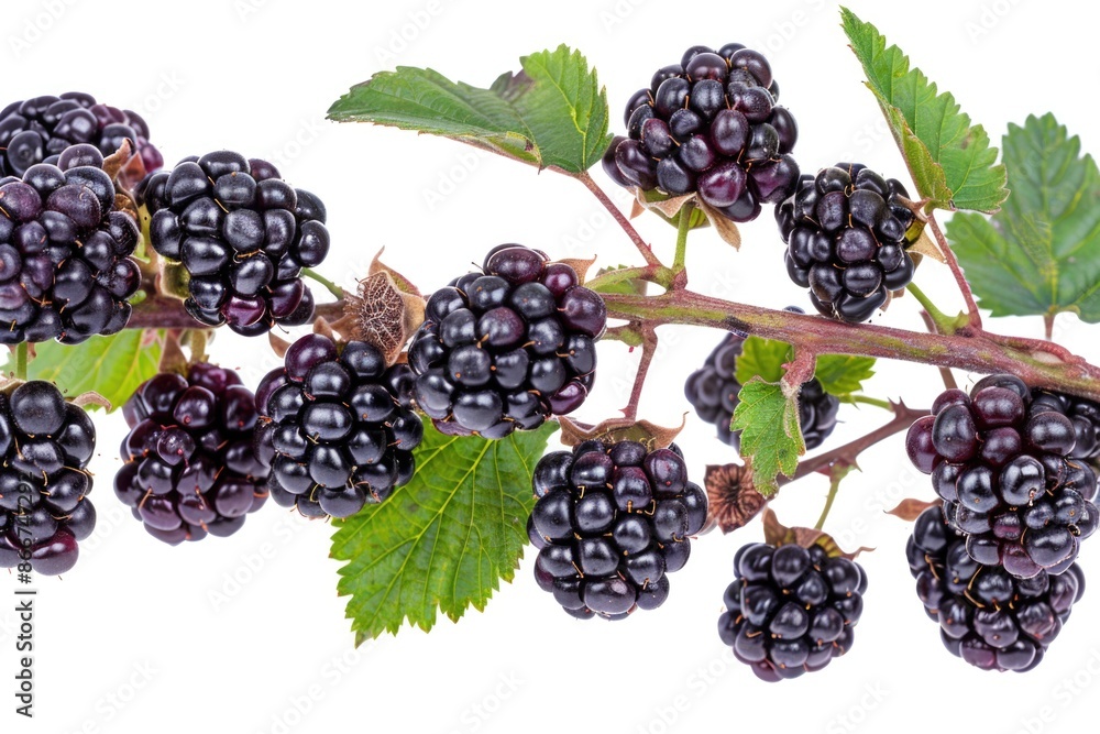 Fresh blackberries growing on a green branch with lush leaves Fresh blackberries growing on a green branch with lush leaves