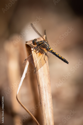 ruby whiteface (Leucorrhinia rubicunda), Sweden photo