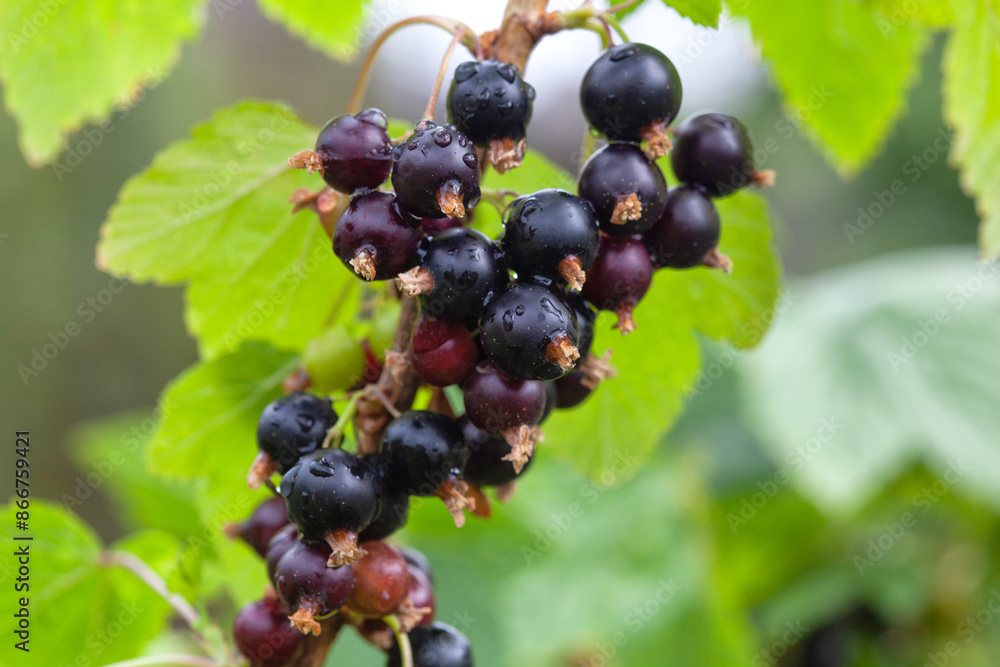 Flowering and fruiting of black currant. Ripe red currants in the garden. Growing red currants. Flowering and fruiting of black currant. Ripe red currants in the garden. Growing red currants.