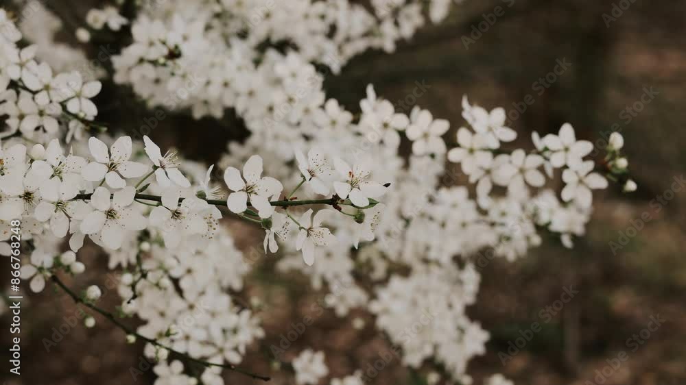 Close-up of flowering fruit trees, apple trees, cherry plums, plums. Spring blossoms in the garden Close-up of flowering fruit trees, apple trees, cherry plums, plums. Spring blossoms in the garden
