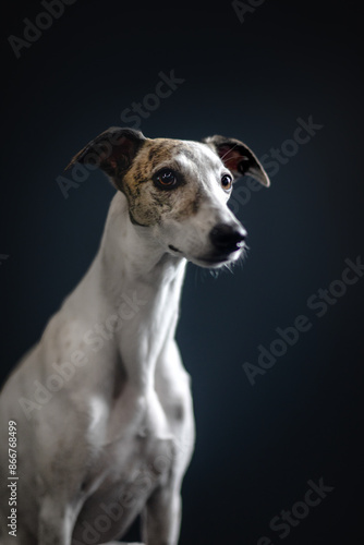 Jasny whippet chart angielski w studio na czarnym tle 