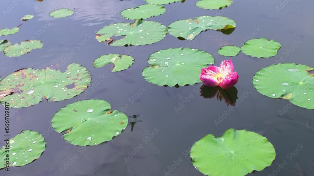 Pond with lotuses and fish. Water lily close up. Sacred lotus flower in Buddhism. Fishes swim in the water. Calmness and tranquility. Spa treatments, yoga, meditation. Tropical nature. Pond with lotuses and fish. Water lily close up. Sacred lotus flower in Buddhism. Fishes swim in the water. Calmness and tranquility. Spa treatments, yoga, meditation. Tropical nature.