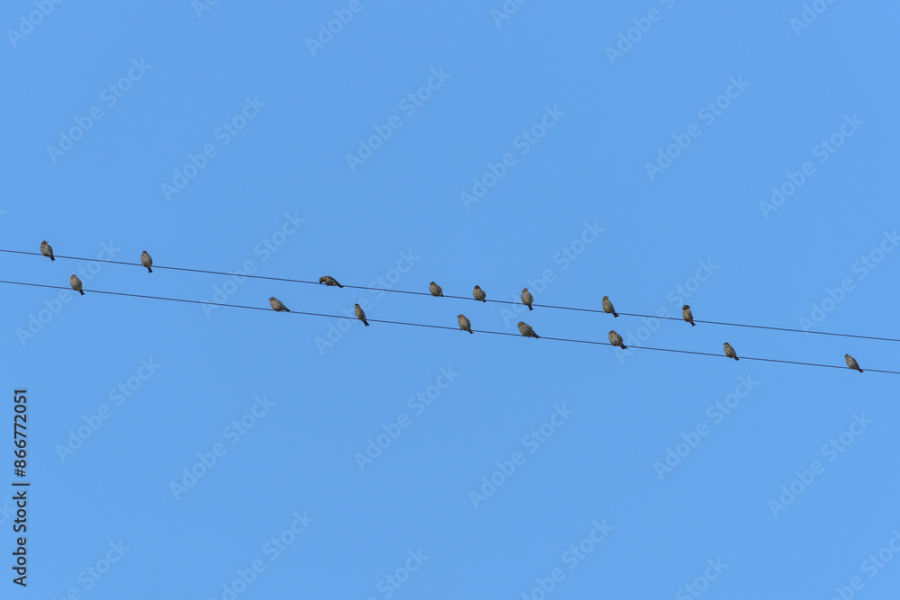 flock of birds perched on wires in front of an intense blue sky flock of birds perched on wires in front of an intense blue sky