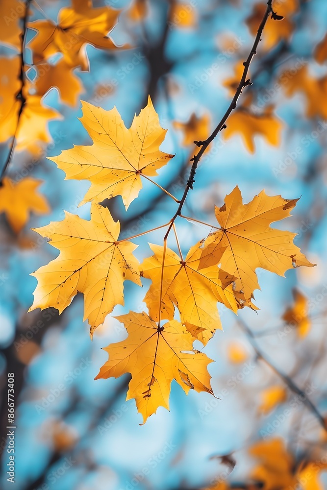 Yellow maple leaves on blurred background. Natural autumn background. Fall season concept. Sunny day with beautiful yellow foliage in the park. Yellow maple leaves on blurred background. Natural autumn background. Fall season concept. Sunny day with beautiful yellow foliage in the park.